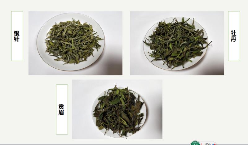 漢中西鄉白茶試制成功 填補我省茶品種空白